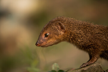 Face close up of a cute Indian gray mongoose, with beautiful blurred background