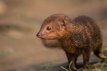 Face close up of a cute Indian gray mongoose, with beautiful blurred background