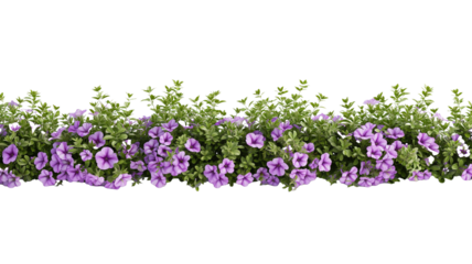Bush tree flower of bougainvillea on isolated transparent background