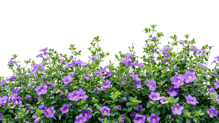Obraz premium Bush tree flower of bougainvillea on isolated transparent background
