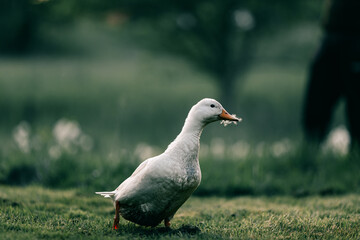 A beautiful duck going on grass outdoors