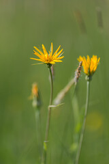 A flower in a field full of grass