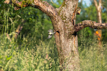 A great tit and her hidden hole in the tree.