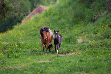 Naklejka na ściany i meble A horse and her foal outide on the field walking on green grass. The are free range animals on a farm.