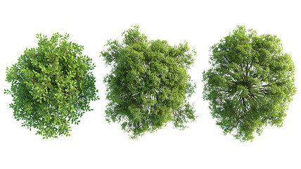set of Mugworts,Salix purpurea,Myrtle trees rendered from the top view, isolated on transparent background. - obrazy, fototapety, plakaty