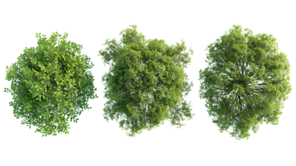 set of Mugworts,Salix purpurea,Myrtle trees rendered from the top view, isolated on transparent background.