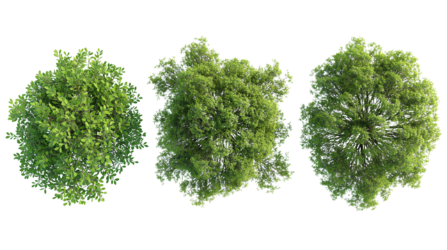 set of Mugworts,Salix purpurea,Myrtle trees rendered from the top view, isolated on transparent background.