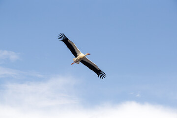 A white stork in flight. A cloudy sky in the background of the animal.