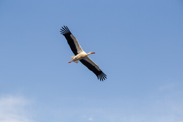 A white stork in flight. A cloudy sky in the background of the animal.