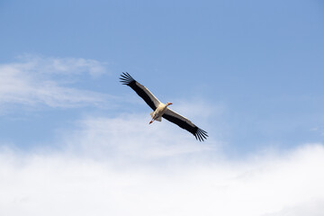 A white stork in flight. A cloudy sky in the background of the animal.