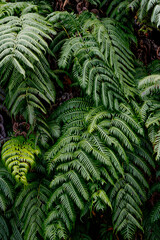 Lush green fern leaves growing in tropical climate. Botanical lush foliage background. Close up of...