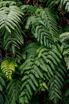 Lush green fern leaves growing in tropical climate. Botanical lush foliage background. Close up of fern fronds