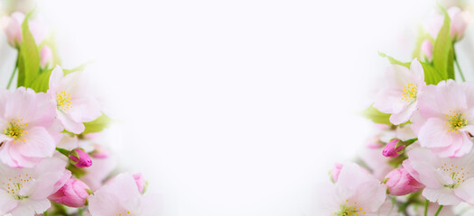 Fototapeta na wymiar Beautiful spring background, banner. Spring flowers closeup on a white background with copy space. Blossoming flowers of a fruit tree.