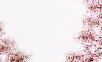 Blooming fruit tree flowers close up with copy space. Beautiful spring background, banner. Nature, freshness, naturalness in everyday life. Spring flowers