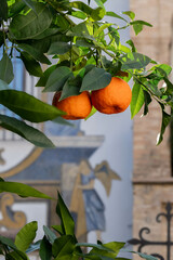 Naranjas en andalucía