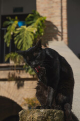 gato negro lamiéndose en la calle