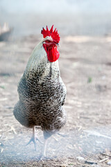 Portrait of a rooster on the farm. Selective focus - 717852910