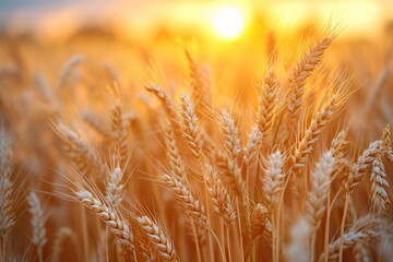 Golden Harvest: Sunlit Wheat Fields in August Generative AI