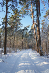 droga przez las w piękny zimowy dzień, kampinoski Park Narodowy na Mazowszu