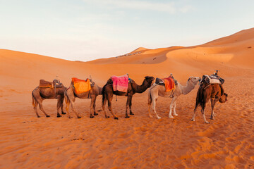 Group of camels in a row in the middle of the desert in the Sahara, Merzouga