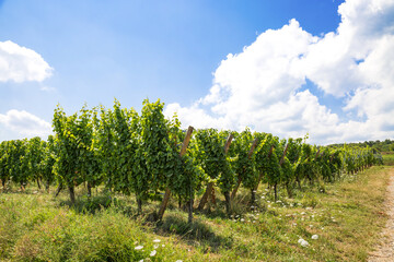 Fototapeta na wymiar Weinreben mit Trauben in einem Weinberg