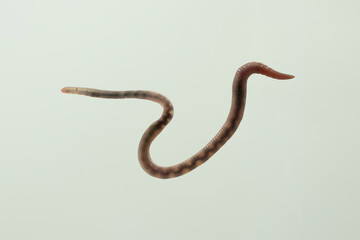 perspektive regenwurm wurm froschperspektive tier