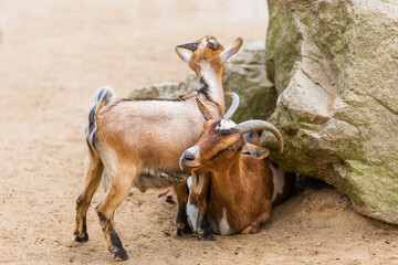 A pair of mountain goats near a stone. Pet, farm, interaction between animals, animal life