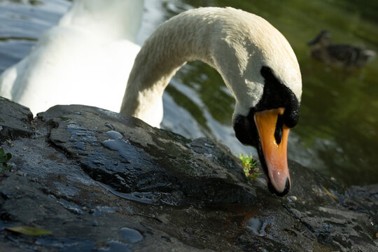 schwarn vogel see tier