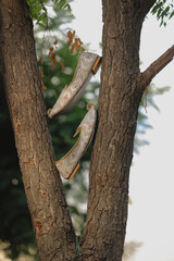 Image of Indian Groom shoes
