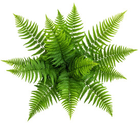 Green fern plant isolated on a white background