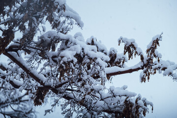 Branch of a tree with snow after a snowfall in winter