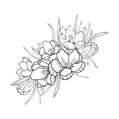 Crocus flowers, saffron. Delicate flower arrangement. Hand drawing, outline drawing, engraving. For the background of invitations, cards, prints, etc