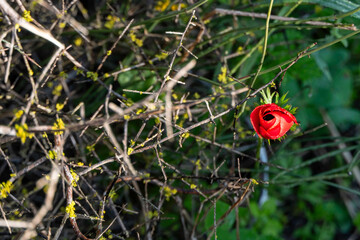 Beautiful wild red Anemone close-up