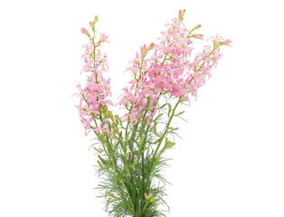 Pink flowers of oriental knight spur plant isolated on white, Consolida orientalis