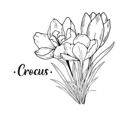 Crocus flowers. Hand drawing, contour drawing, engraving. For the background of invitations, postcards, prints and more