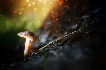 Photo of glowing mushrooms at night, mysterious forest, fantasy concept