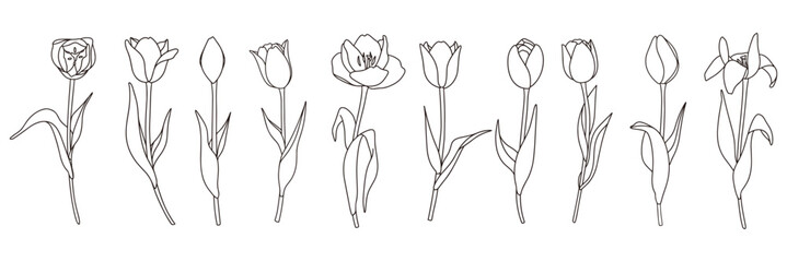 チューリップの線画イラストセット、バリエーション