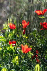 Fototapeta premium Beautiful wild red Anemone close-up