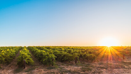 Picturesque Barossa Valley vineyards at sunset as seen from the road during wine tour. Barossa...
