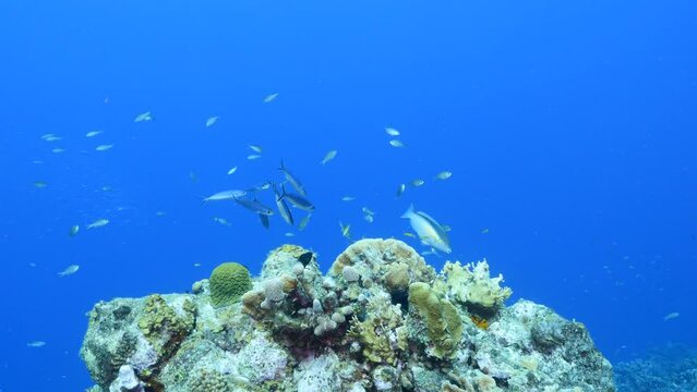 School of Boga fish in the Caribbean Sea