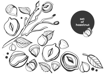 Isolated vector hazelnut on a white background. Colection. Vector collection of hand drawn nuts sketches. Vintage illustrations of hazelnut. Single seeds.  Organic nut. Detailed hand drawn hazelnuts.