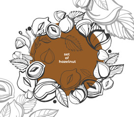 Isolated vector hazelnut on a white background. Colection. Vector collection of hand drawn nuts sketches. Vintage illustrations of hazelnut. Single seeds.  Organic nut. Detailed hand drawn hazelnuts.