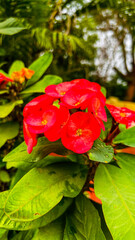 Euphorbia milii, the crown of thorns, Christ plant, or Christ's thorn, is a species of flowering plant clear shoot