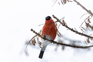 A male Eurasian bullfinch sits on a branch and eats dry maple tree seeds towards the camera lens on...