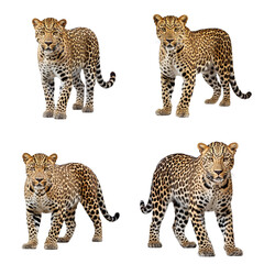 Leopard clip art set