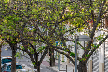 Trees and lamppost on the street in spring time in Pinto. Madrid. Spain. Europe.