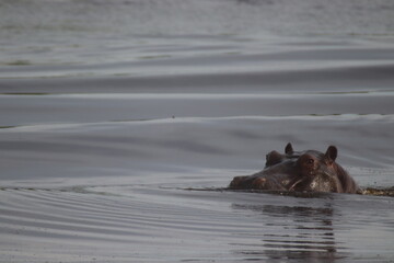 Fototapeta premium hippopotamus in the river