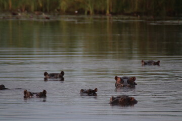 hippos checking us out