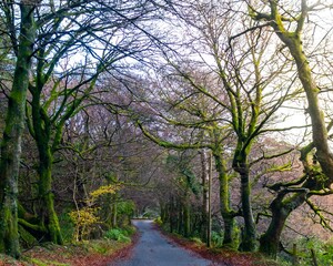 Fototapeta premium A winding, leaf littered road through the lichen-filled trees at sunset.