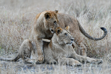 Lion female in the Masai Mara